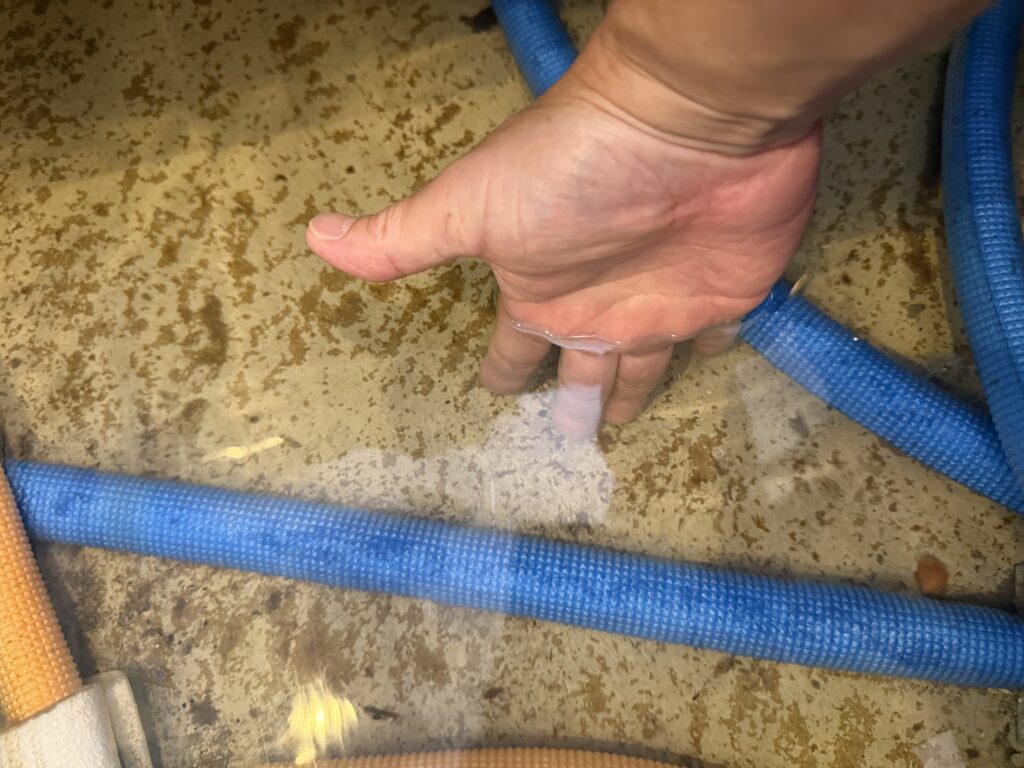 通常の内覧では見えにくい床下も確認します。